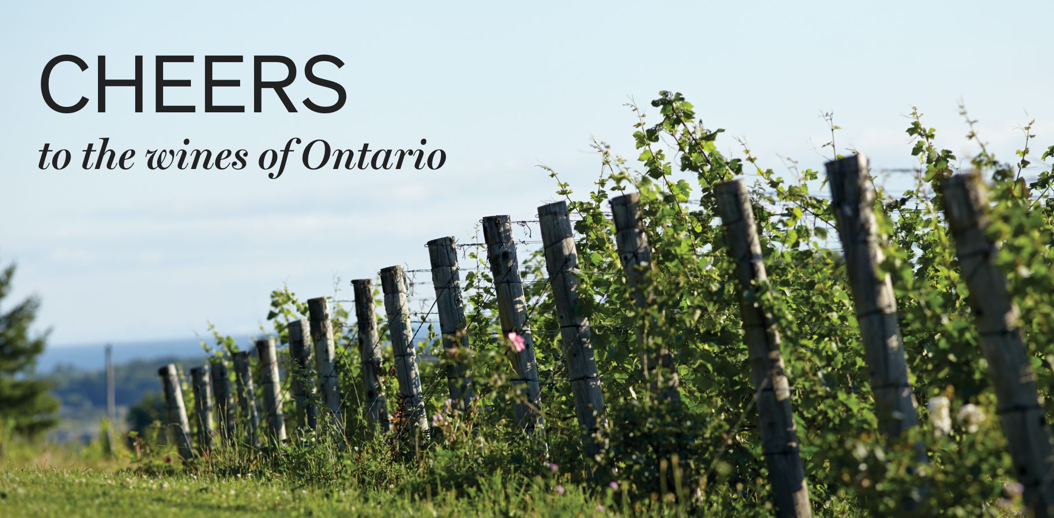  Cheers to the Wines of Ontario