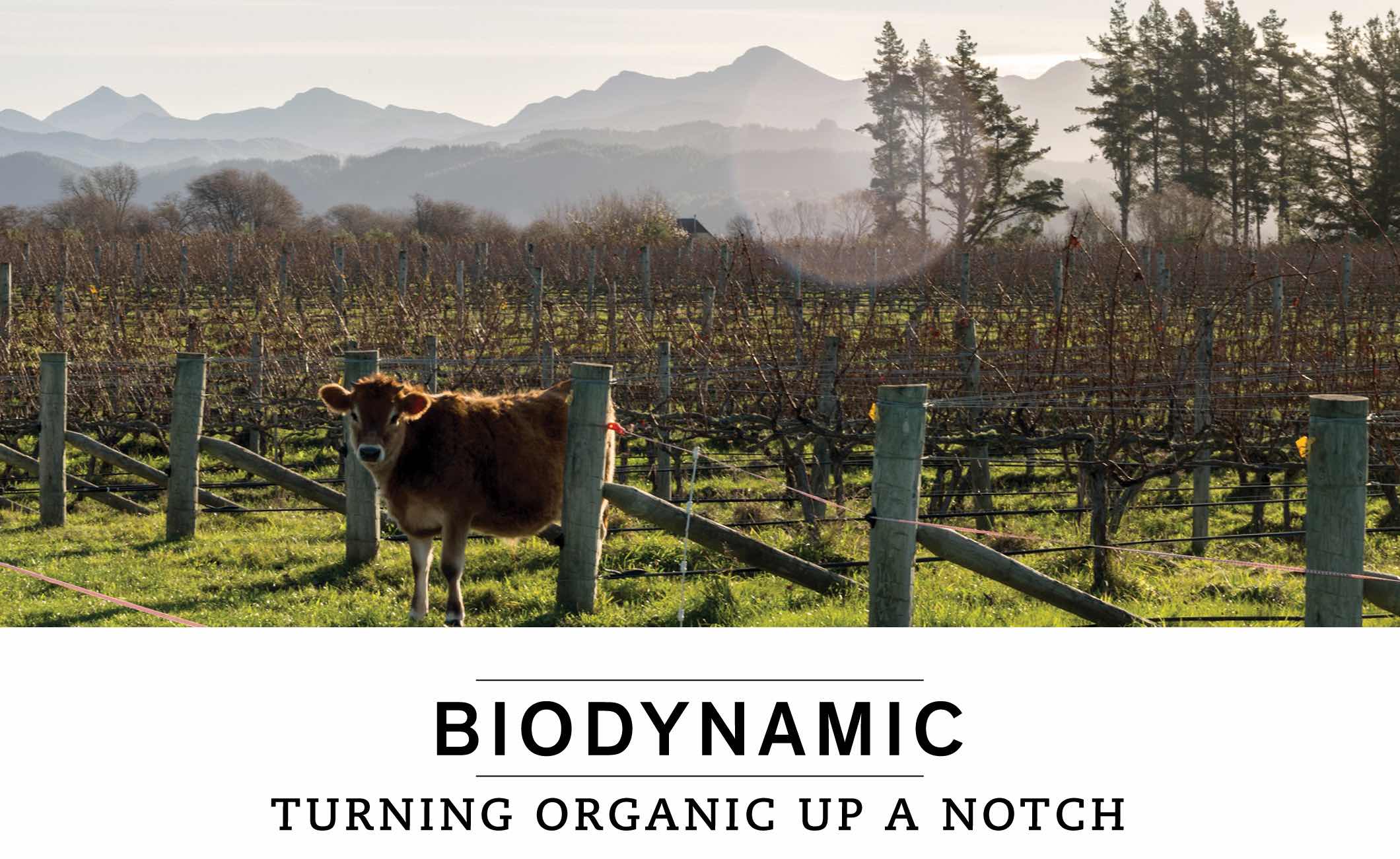 BIODYNAMIC: TURNING ORGANIC UP A NOTCH